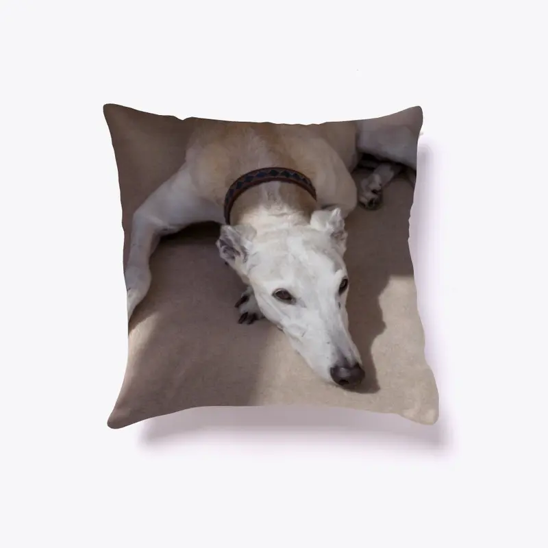 Soft Light Greyhound